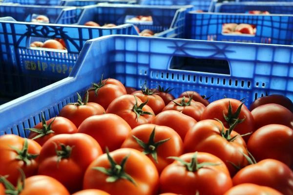 Fiyatı düşen domatese taban fiyat teklifi
