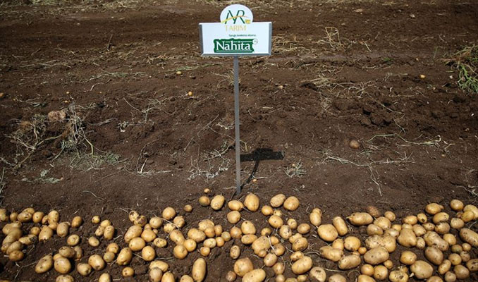 Yerli patates cinsi 'Nahita' görücüye çıktı