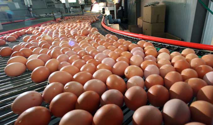 Yumurta üreticileri kesim desteği bekliyor