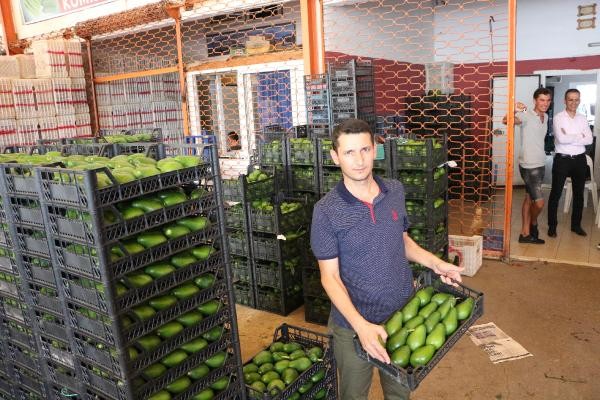 Alanya'da avokado ihracatı başladı
