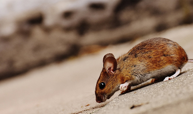 Hollanda, benzeri görülmemiş bir fare ve sıçan saldırısıyla karşı karşıya