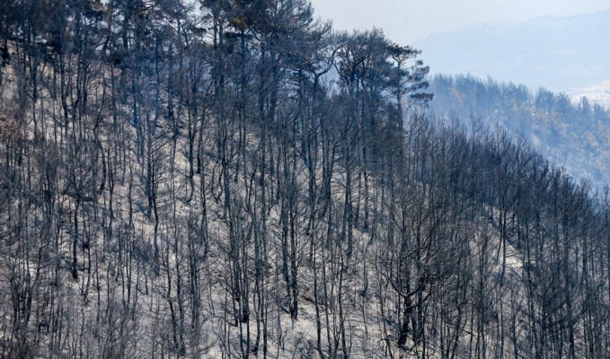 Pakdemirli'den İzmir'deki orman yangınıyla ilgili açıklama