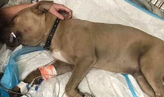 Yavru köpek iki çocuğu kurtarmak için hayatını feda etti