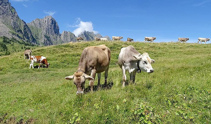 İsviçre'nin yeni modası: Vegan süt