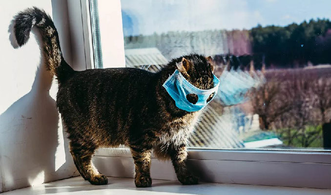 Kovid-19'a yakalanan kediler itlaf edildi