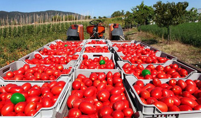 Rusya sınırındaki 5 bin ton domates çöpe gidecek