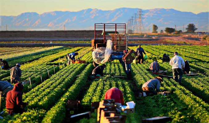 Tarımsal işletme işgücü ücret yapısı verileri açıklandı