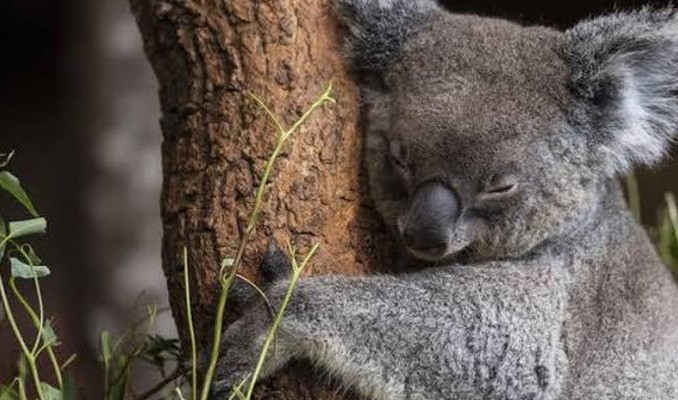 Avustralya'da kereste için onlarca koala öldürüldü