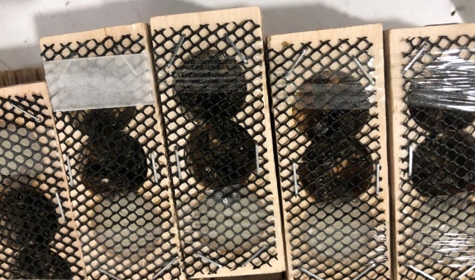Sarp Gümrük Kapısı'nda 1500 canlı kraliçe arı ele geçirildi