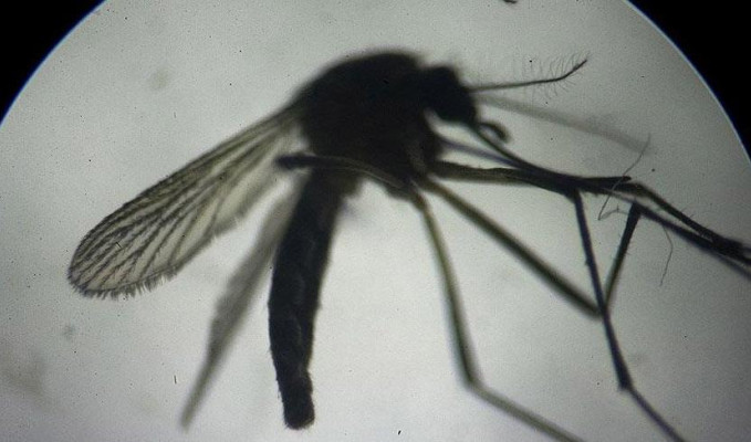 Salgınları engelleyecek sivrisinek modeli
