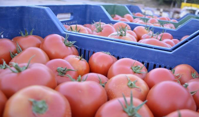 Rusya'ya domates ihracatında kota engeli