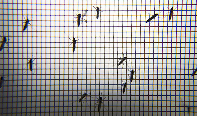 Sivrisinekler neden bazı insanları sokmayı daha çok seviyor?