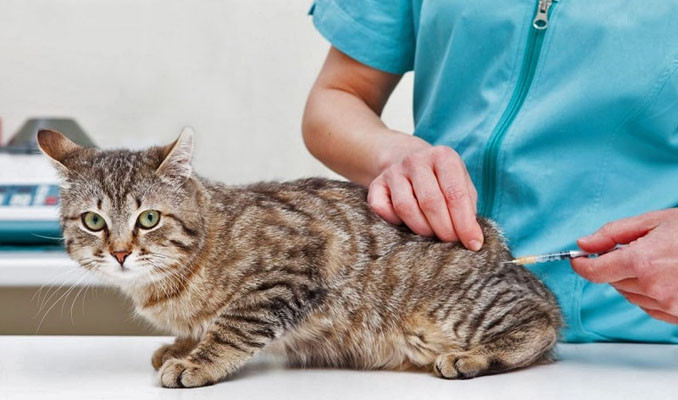 Kedi ilacı insanlarda Kovid-19 tedavisinde kullanılabilir