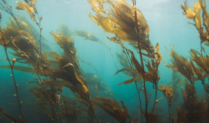 Deniz yosunu geleceğin gıdası ve yakıtı olabilir mi?