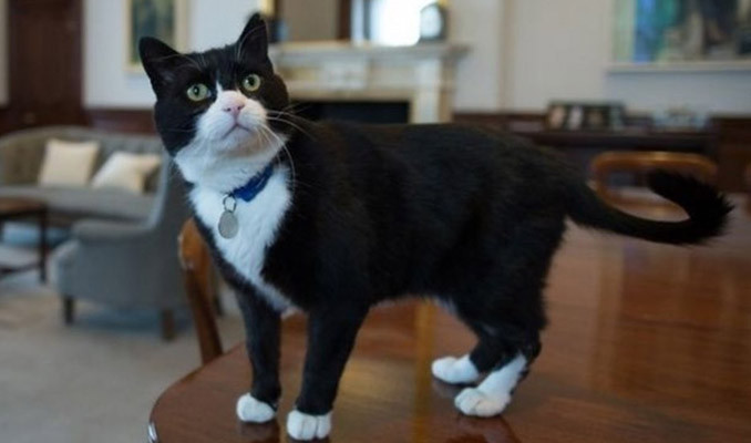 Diplomat kedi Palmerston İngiltere Dışişleri'nden emekli oldu