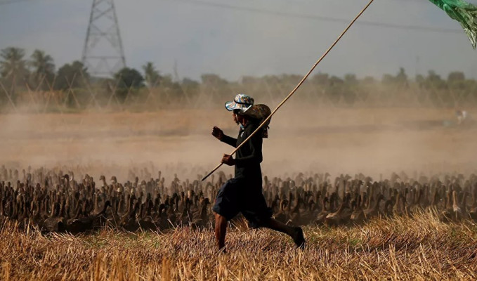 Yaklaşık 10 bin ördek Tayland'ın tarlalarını 'işgal etti'