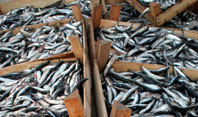 İstanbul Boğazı ve Karadeniz'de hamsi avı yasaklandı