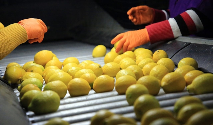 Limon ihracat hedefi 300 milyon dolar