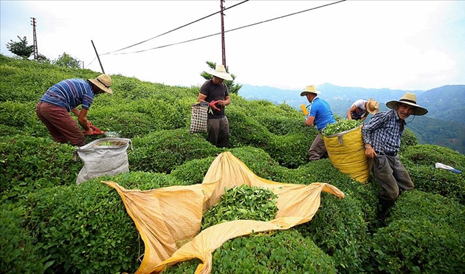 115 ülkeye 13,2 milyon dolarlık çay ihraç edildi