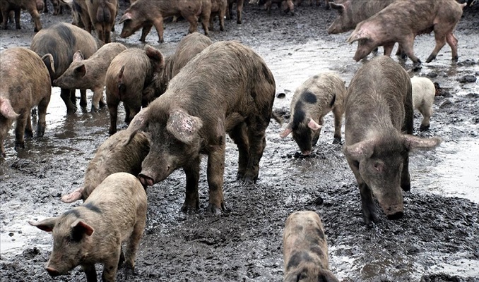 İngiltere'de işçi eksikliği nedeniyle 120 bin domuzu telef edilebilir