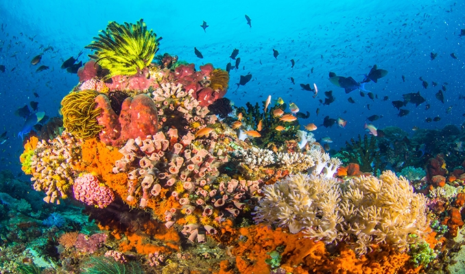Mercan resifinin yüzde 14'ü yok oldu!