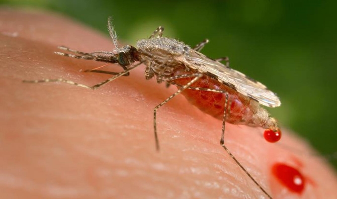 Sivrisineklerin ölümcül virüs testi pozitif çıktı