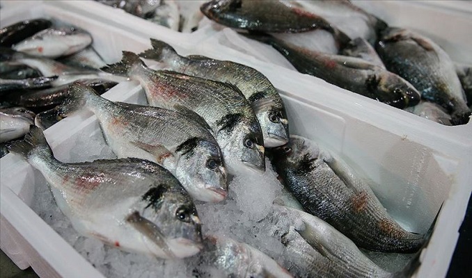 Türkiye'den ABD'ye balık ihracatı