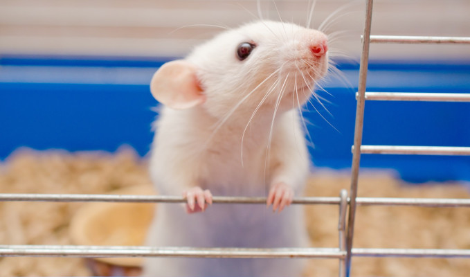 İnsanların kullandığı kimyasallar erkek farelerde dişi özellikleri geliştirdi