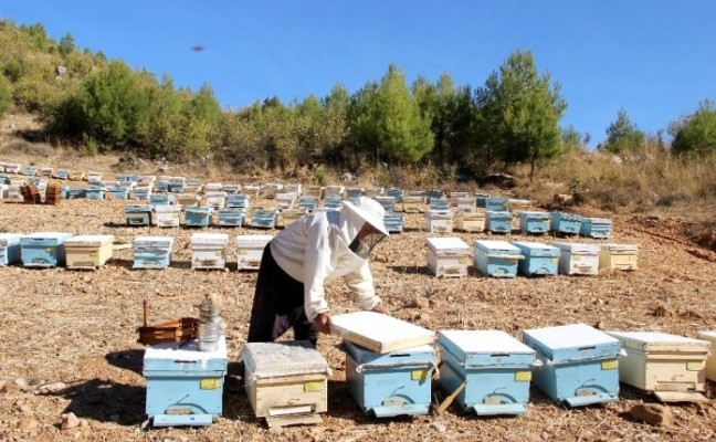 Muğla'da bal üreticilerine arı yemi hibe edildi
