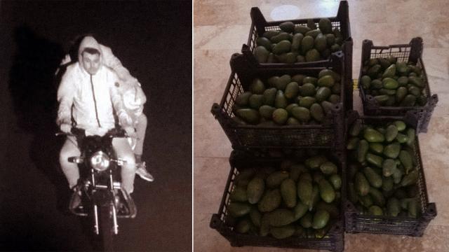 Piyasa değeri 100 bin lira olan avokadoları çalan şüpheliler yakalandı