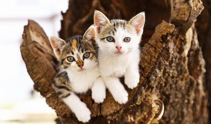 14 bin pound'u Türkiye'de sokak kedileri için harcadı