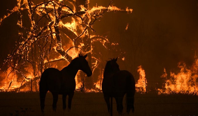 2020 yangınları 17 milyon hayvanın canına mal oldu