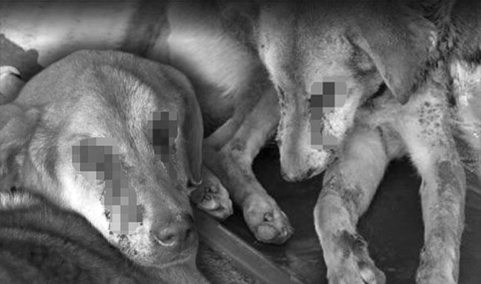 Zonguldak'ta vahşet; sokak köpeği gözleri dağlanıp, işkenceye uğradı