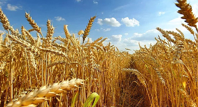 Buğday fiyatlarında 2010’dan beri en büyük yıllık artış