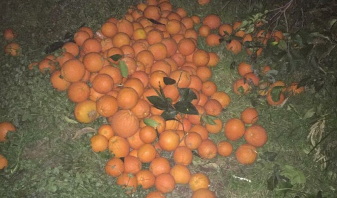 5 ton portakalı çalarken suçüstü yakalandılar