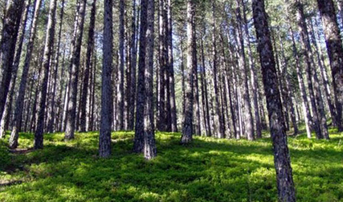 Orman Genel Müdürlüğü ormanların gençleşmesi için 411 milyon lira harcadı