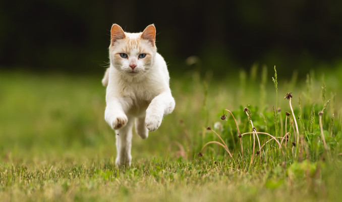 Hayvanlar neden aniden koşuyorlar?