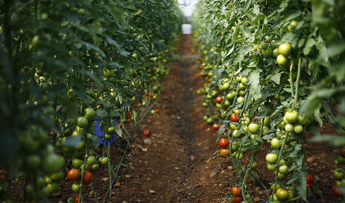 Antalya'da fırtına tarım ürünlerini vurdu