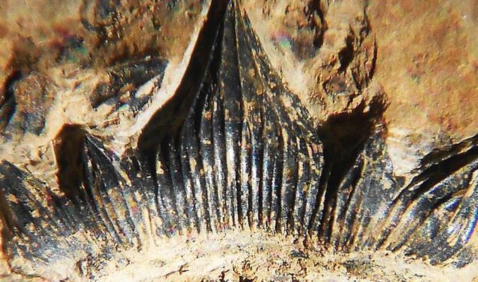 Arazisinde bulduğu fosile adı verildi