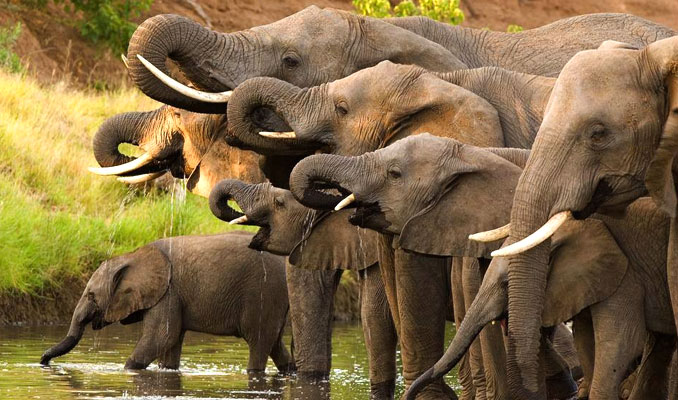 Güney Afrikalı kaçak avcı, fillerin altında ezilerek öldü