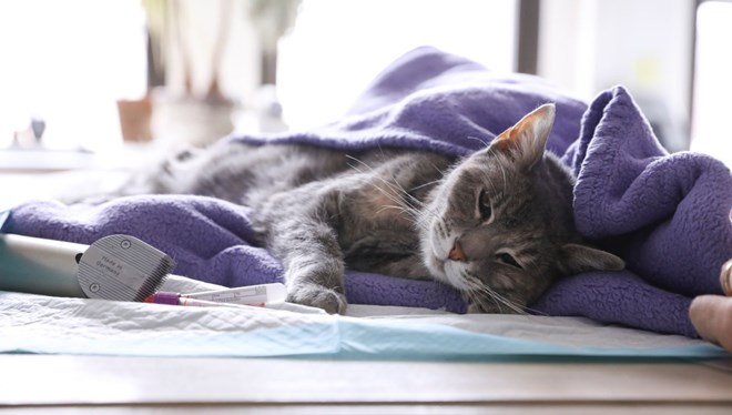 Bir kedi Kovid-19 nedeniyle öldü