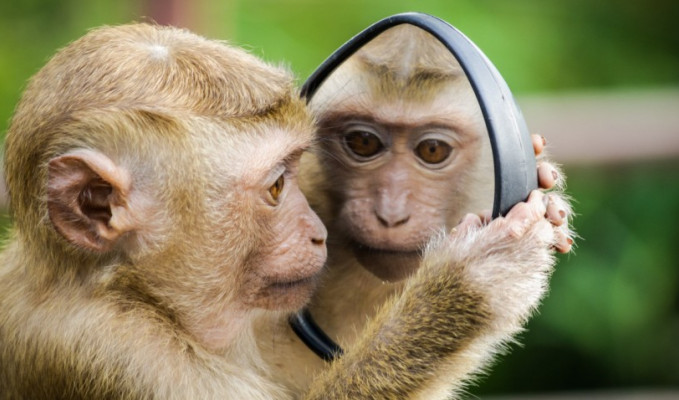 Hasta maymunlar sosyal mesafe kuralına uyuyor!