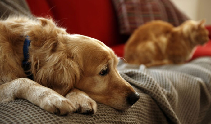 Evcil hayvanlarda 'ayrılık anksiyetesi' riski 