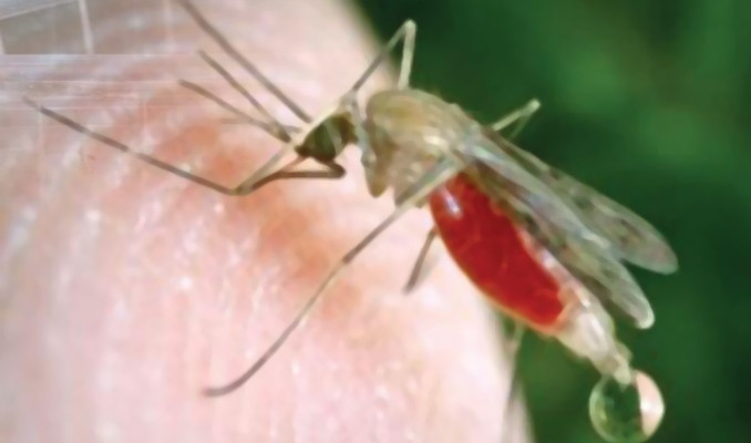 Sivrisinekler ortaya çıktı, Prof. Dr. Yılmaz uyardı
