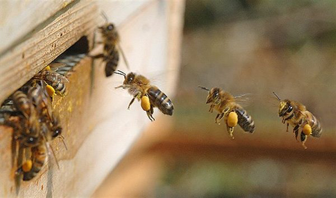 Bal arıları korona virüsü tespit edebilir mi? Heyecan veren sonuçlar ortaya çıktı