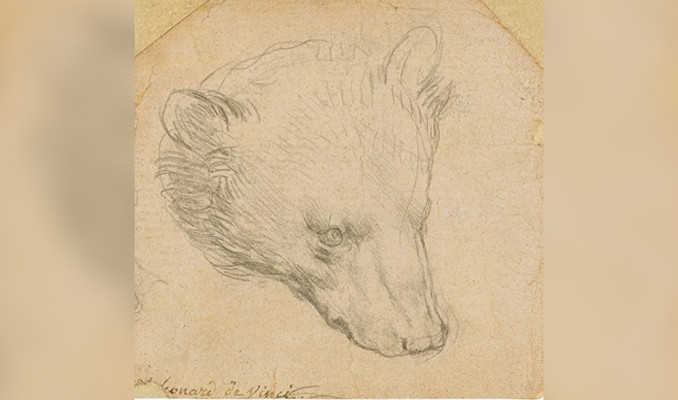 Da Vinci’nin ayı çiziminin 12 milyon sterline satılması öngörülüyor