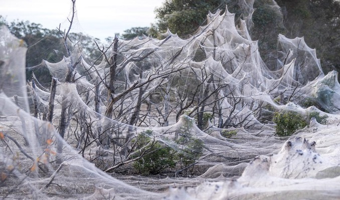 Avustralya'da şimdi de her yeri örümcek ağı kapladı