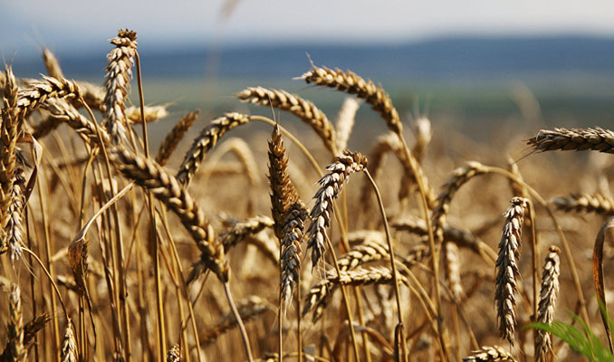 395 bin ton ekmeklik buğday ithalatı gözler ihale fiyatında