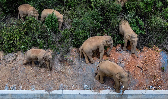 Çin'de fil sürüsü Kunming kentine doğru yürüyor