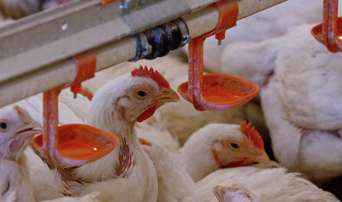 Tavuk üretimi arttı